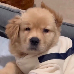 Meet your Posher, Thi